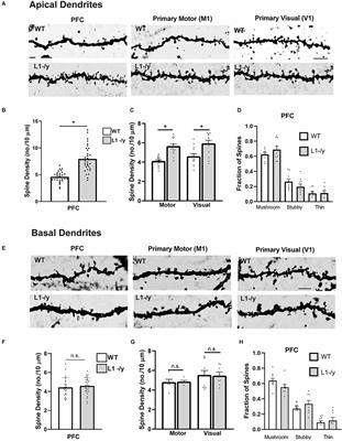 The L1 cell adhesion molecule constrains dendritic spine density in pyramidal neurons of the mouse cerebral cortex